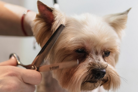 Imagen Cuidamos a quienes te acompañan