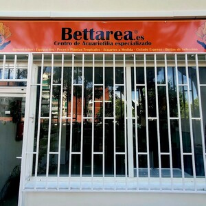 Foto de portada Bettarea